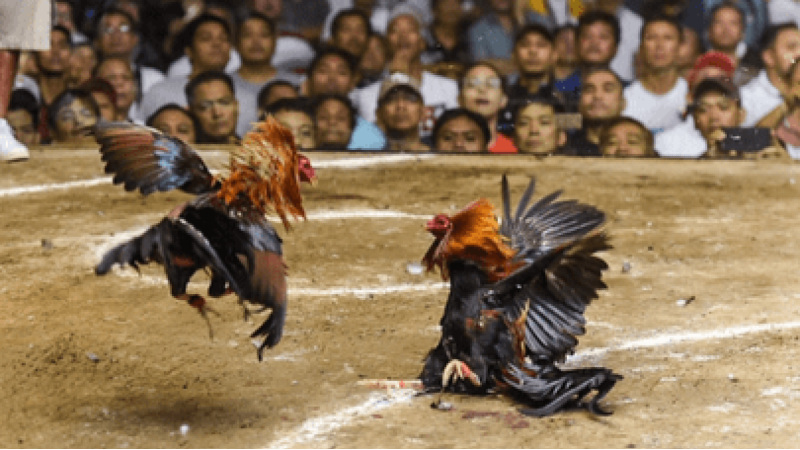 VIC88 Cockfighting Delivers Thrilling Matchups for Fans Every Day